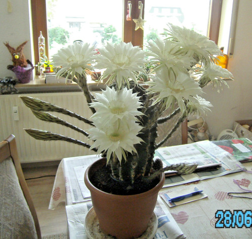 Kaktus ableger echinopsis rein - ableger,