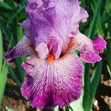 Iris Rhizom Staude Iris