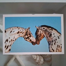 Pferdepostkarte AK Pferd Korsch Knabstrupper 01/2015