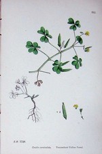Original alter antiker Druck