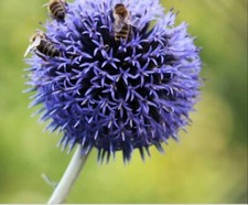 1 Pflanze Kugeldistel Mannstreu Alpendistel Blau winterhart Echinops ritro Veitc