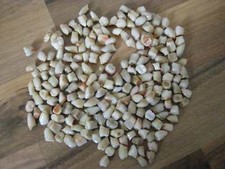 200 Front- und Seitenzähne