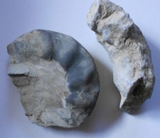 Ammonit + Spurenfossil Trias ?Y572 Sonderangebote ! Kiste dazu ! ?