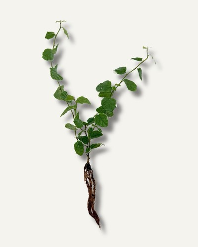 Ficus pumila zimmerpflanze - ficus, –