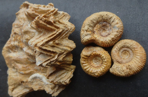 Fossilien ammonit jura dogger - ammonit,