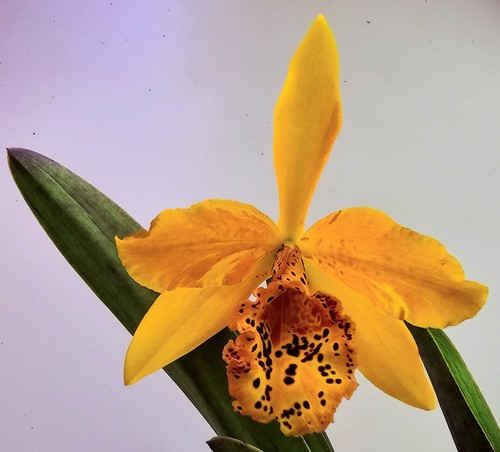 Sehr schöne blühende