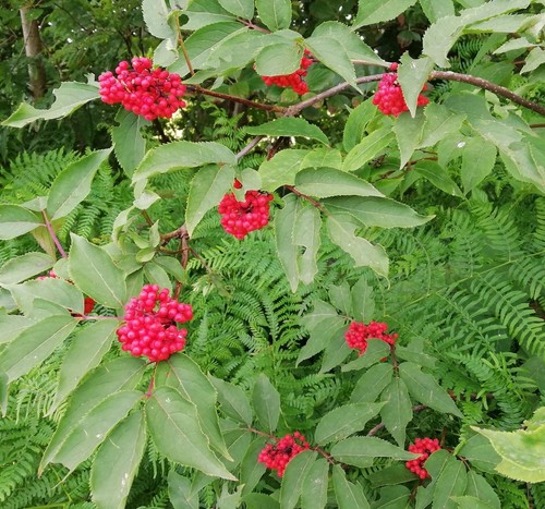 Samen winterhart rote - rote, holunder