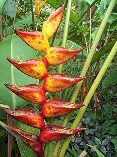Peu973 heliconia champneiana - peu973,