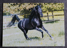 Postkarte GR Ishad,Araber Pferd,Arabische Pferde,Tier,Tiere,AK,Ansichtskarte