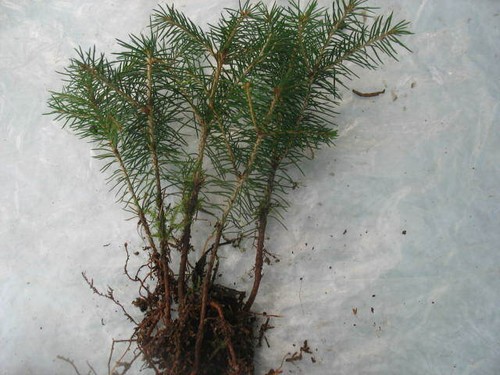 Gemeine fichte picea abies - 5,