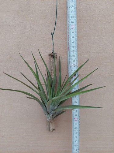 Tillandsia velutina - , xl