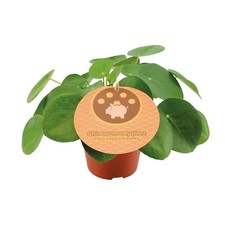 Pilea peperomioides –