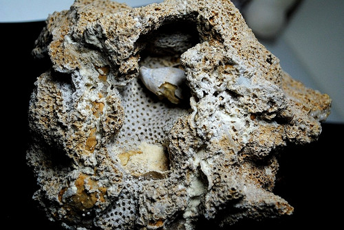 Fossilien korallen und - korallen,