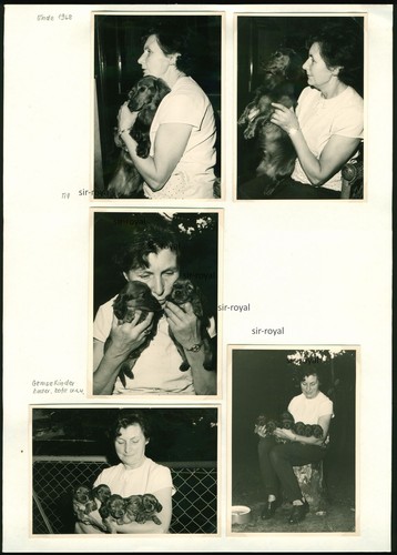 1968 dackel welpen hunde - 1968,