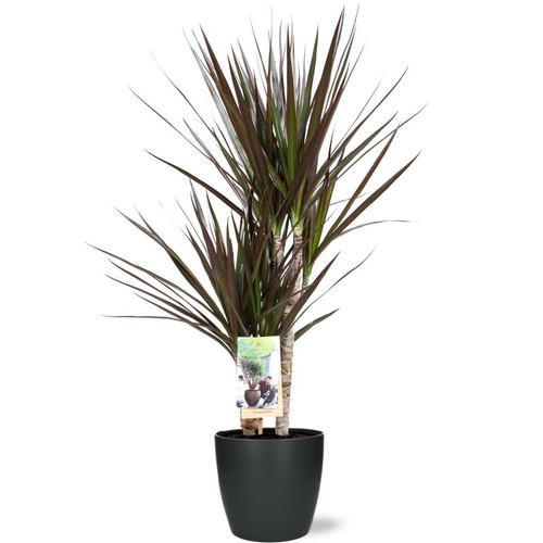 Dracaena magenta ø17cm - dracaena,
