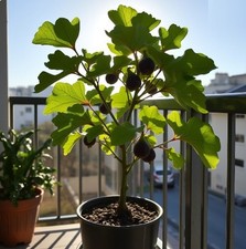 2 x winterharte grüne Feigen