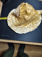 VERY NICE & Rare! XL BIG /HUGE/1x STROMBUS (TRICORNIS) GOLIATH /BRASILIEN