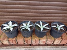 Agave Americana Mediopicta Alba klein