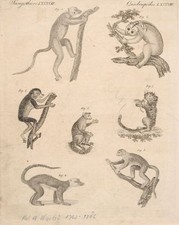 Friedrich Justin Bertuch,neun Darstellungen aus "Bilderbuch für Kinder" 1790-18 