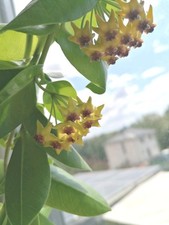 ? Hoya Densifolia ? | Kleine Pflanze | bewurzelt | Wachsblume