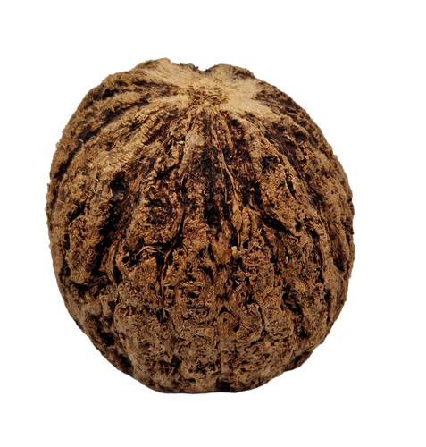 Paranuss halbschale natur deko - paranuss,