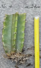 # Selten # Riesen Kaktus 30cm Blüte "Königin der Nacht"  Nr. 4 / 24cm