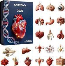 Anatomie-Adventskalender 2025, 24 Tage menschliche Organe, Ornament, Weihnachts-