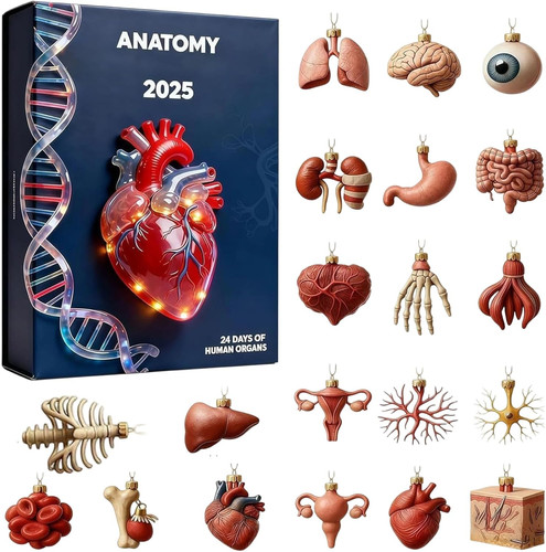 Anatomie adventskalender 2025 - anatomie-adventskalender,
