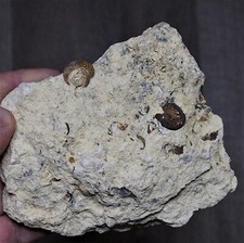 353gr. Gastropod Turritella