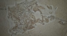Solnhofen Fossil Turbomesodon Mondfisch Komplett Etwas Zerfallen Solnhofen