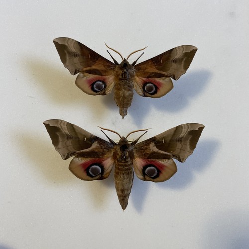 Entomologie*Smerinthus