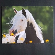 Pferdepostkarte AK Pferd Korsch Pinto-Araber 05/2019