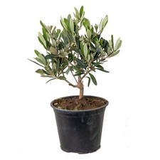 Bloomique - Olea Europaea -