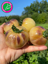 GREAT WHITE PURPLE ? 10+ Samen? Genuss für Augen und Gaumen