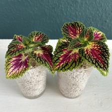 Buntnessel Coleus 1