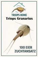 Triops Granarius Urzeitkrebse