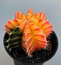 Schöner Ausgefallener