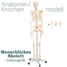 Anatomie Modell Skelett lebensgroß Menschliches 175 cm mit Ständer medmod