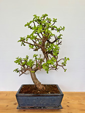 Zimmerbonsai Bonsai Jadebaum