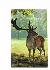  AK Hirsch mit großem Geweih, Kleinformat