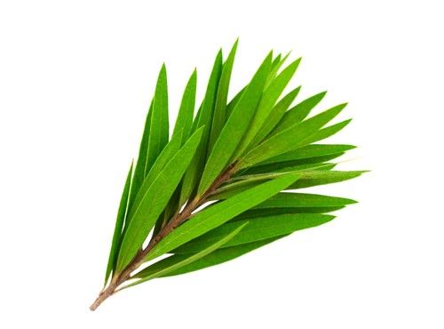 ätherische öle - Ätherische,