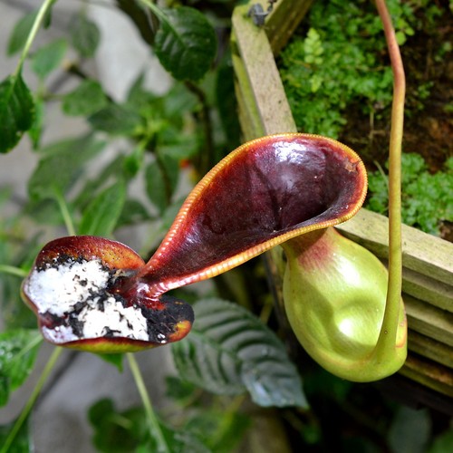 Pitcher plant nepenthes - pitcher,