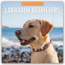 Labrador Retrievers - Labrador