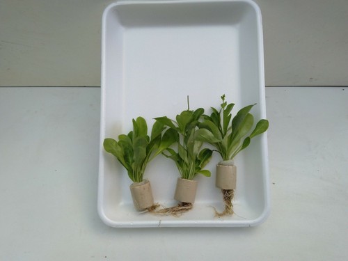 Bund samolus floribundus - 3,