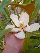 Magnolia grandiflora Kay Parris 100-120cm, immergrüne Magnolie bis -22°