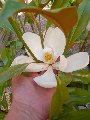 Magnolia grandiflora kay - magnolia,