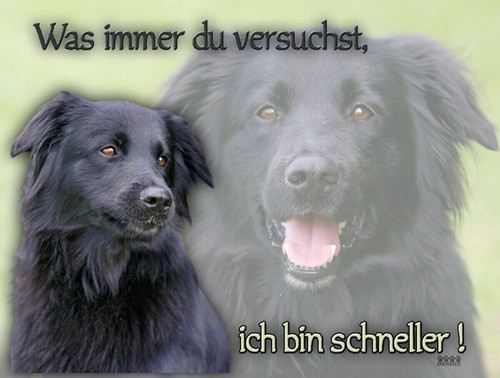 Border collie hundewarnschild - border,