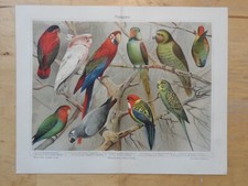 Orig.(1908) Chromolithographie Papageien Lori Inkakakadu Ara Wellensittich (N1E)
