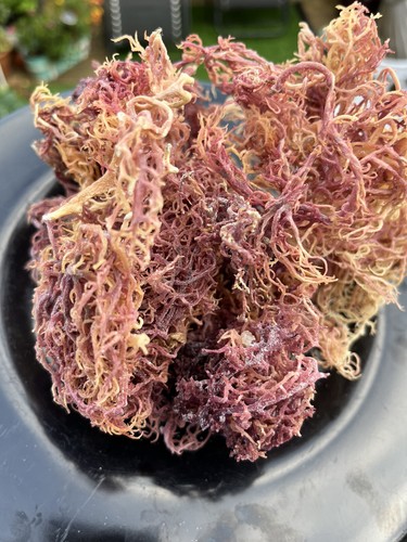 100g grenadian purple - grenadian,