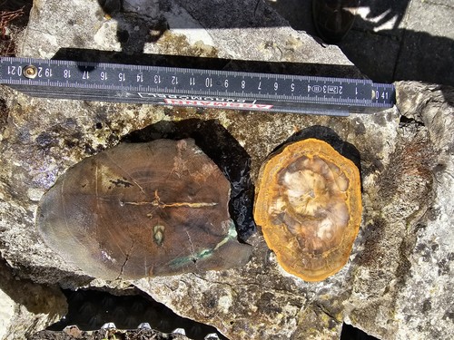 Kieselholz zimbabwe fossilien - kieselholz,